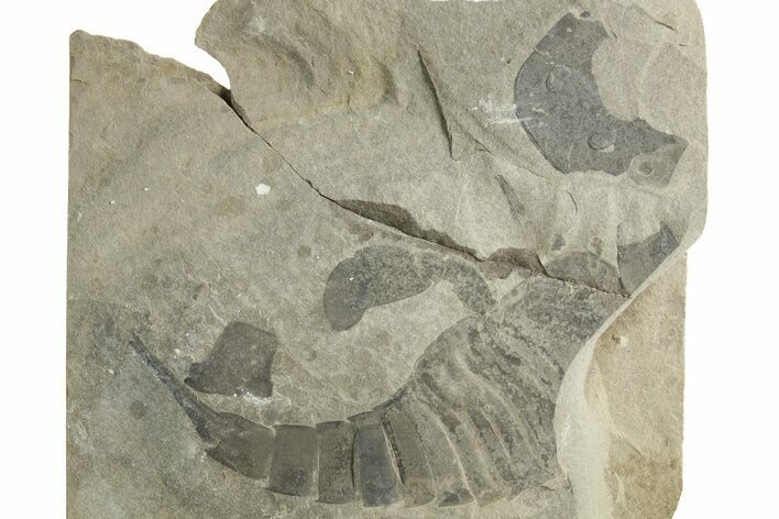 Bargain, Eurypterus (Sea Scorpion) Fossil - New York #369320